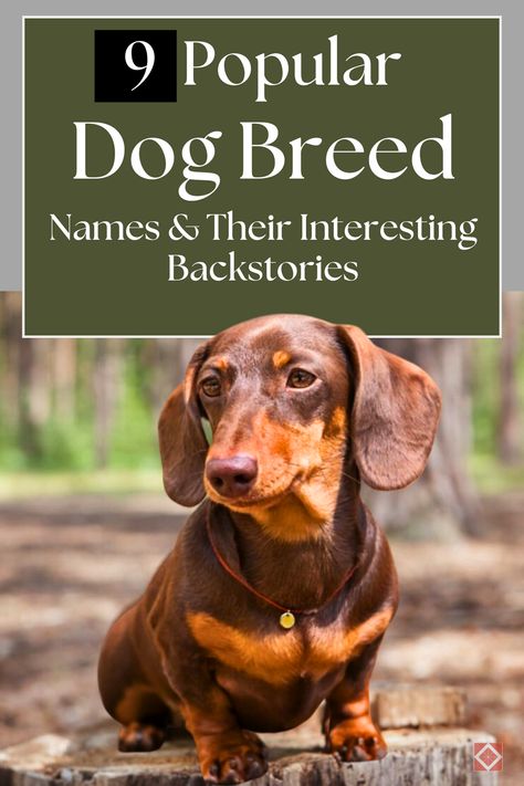 Ever wondered about the stories behind your favorite dog breeds? Dive into the fascinating backstories of 9 popular dog breeds and discover the rich history and origins of their names. From loyal companions to working dogs, learn what makes these breeds so special! 🐶 British Dog Breeds, British Dog, Dog Breed Names, Parson Russell Terrier, Lion Dog, Popular Dog Breeds, Most Popular Dog Breeds, Herding Dogs, Companion Dog