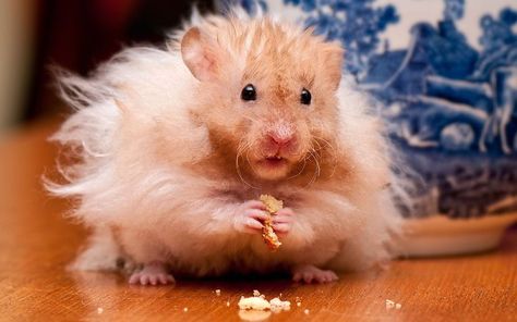 Hairy Hamster Long Haired Hamster, Teddy Hamster, Hamster Wallpaper, Hamster Life, Funny Hamsters, Syrian Hamster, A Hamster, Siberian Cat, Cute Hamsters