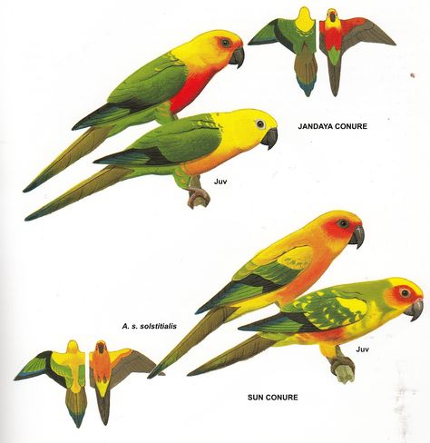 Living with a Jenday Conure | Peggy's Parrot Place Animal Atlas, Types Of Pet Birds, African Lovebirds, Monk Parakeet, Bird Breeds, Conure Parrots, Sun Conure, Bird Identification, World Birds