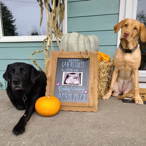 Pregnancy announcement 12 weeks dogs lab results are in Lab Results Are In Baby Announcement, Dog Baby Announcement, Baby Momma, Lab Dogs, Baby Prep, Poor Children, 12 Weeks, Baby Ideas, Baby Dogs