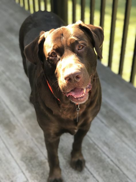 Chocolate Lab Full Grown, Chocolate Labs, Friends 2, Chocolate Lab, Dog Days, Cute Puppies, Fur Babies, Labrador Retriever, Labrador