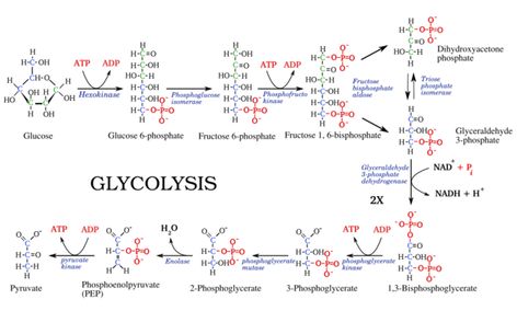 Difference Between Glycolysis and Gluconeogenesis Science Holiday Homework, Muscles Of Upper Limb, Genetics Notes, Glycolysis Pathways, Biological Macromolecules, Medical Biochemistry, Metabolic Pathways, Cellular Biology, Exothermic Reaction