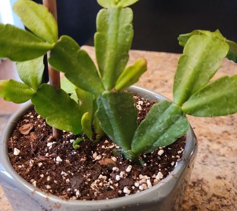 Are you repotting or relocating a Christmas cactus? Here are tips on how to transplant the cactus safely. How To Transplant Christmas Cactus, How To Root A Christmas Cactus, Crab Cactus, Christmas Starters, Christmas Cactus Care, Christmas Cactus Plant, Holiday Cactus, Plant Tips, Cactus Care