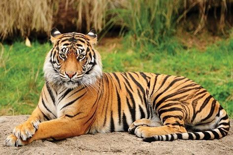 Carnival Pics, Tiger Pics, Tiger Facts, Corbett National Park, Tiger Images, Sumatran Tiger, Panthera Tigris, Animal Shapes, Tiger Pictures