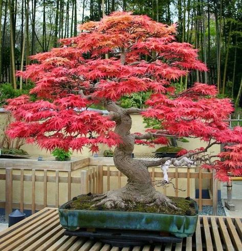 60 My Favorite Beautiful list of Trees for Bonsai [pics] Japanese Maple Bonsai, Flowering Bonsai Tree, Acer Rubrum, Maple Bonsai, Bonsai Tree Types, Bonsai Tree Care, Indoor Bonsai Tree, Japanese Bonsai, Indoor Bonsai