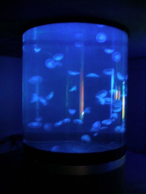 Reef Aquarium Discussion: Keeping Moon Jellyfish in a Aquarium Jellyfish Tank Aquarium, Aquarium Design Ideas, Modern Aquarium, Pet Jellyfish, Moon Jellyfish, Jellyfish Tank, Wall Aquarium, Jellyfish Aquarium, Fish Tank Design