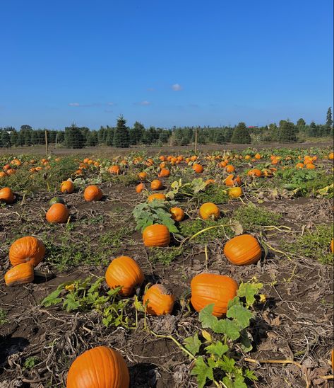 Pumpkin patch ���🎃 #fall #aesthetic #diy #halloween #falldecor #holidaybaking #pumpkin #vsco #autumn #activities Pumpkin Patch Aesthetic, Alice Angel, Halloween Monster, Christmas Time Is Here, Summer Break, Season Of The Witch, Autumn Cozy, Holiday Baking, Pumpkin Patch