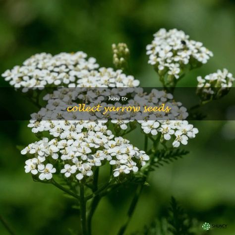 Gardening 101: Collecting Yarrow Seeds For A Thriving Garden | ShunCy Seed Collecting, Seed Collection, Thriving Garden, Gardening 101, Seed Saving, Plant Seeds, Garden Tips, Pretty Plants, Tips And Advice