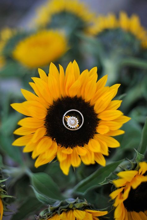 Sunflower wedding centerpieces