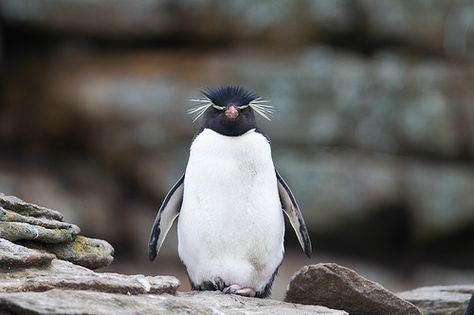 Rockhopper Penguin Penguin Breeds, Georgia Islands, Penguin Facts, Macaroni Penguin, Zoo Games, Chinstrap Penguin, Rockhopper Penguin, Leopard Seal, Penguin Species