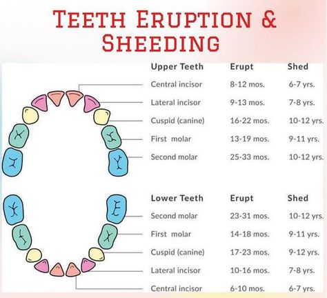 Teeth Eruption, Dental Posts, Tiny Humans, The Age, 6 Months, Parenting, Human