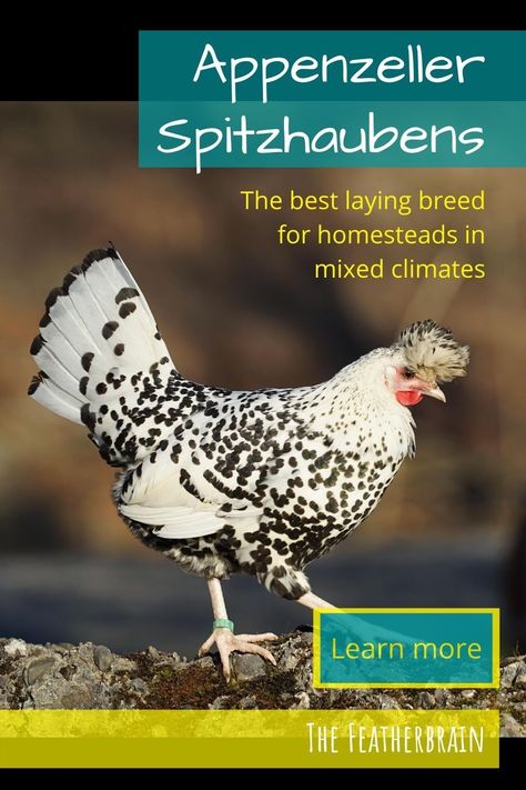 Find out if Appenzeller Spitzhauben chickens are the right breed for you. See what these chickens look like - with pictures and videos of hens, roosters, and baby chicks in many different color varieties. Learn how many eggs Spitzhaubens lay, and discover if you want to add this beautiful and friendly heritage breed to your flock! Appenzeller Chicken, Ameraucana Chicken Colors, Breeds Of Chickens And Eggs, Appenzeller Spitzhauben Chicken, Heritage Breed Chickens, Friendliest Chicken Breeds, Heritage Breeds Livestock, Chicken Egg Colors, Heritage Chicken Breeds