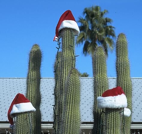 Phoenix, Arizona ✨ #TheCrazyCities #crazyPhoenix Christmas In Phoenix Arizona, Arizona Christmas Photos, Arizona Quotes, Southwestern Christmas Ornaments, Arizona Christmas, Southwestern Christmas, Desert Christmas, Southwest Christmas, Native American Reservation