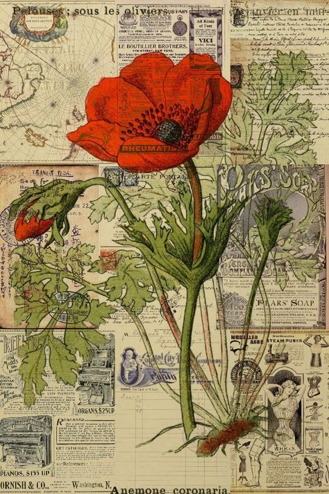 Poppy Wallpaper Aesthetic, Poppy Wallpaper, Newspaper Art, Images Vintage, Gcse Art, Aesthetic Stickers, Wallpaper Aesthetic, Vintage Images, Flower Pot