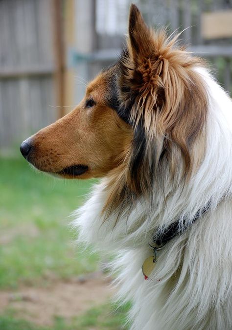 Scottish Collie Thane, displaying a nice side profile. Dog Daycare Business, Welsh Sheepdog, Easy Drawing Step By Step, Scotch Collie, Rough Collies, English Shepherd, Dog Drawings, Drawing Step By Step, Dog Icon