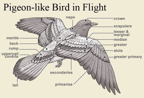 Pigeon Anatomy, Wing Anatomy, Bird Anatomy, Winged People, Drawing Birds, Bird Reference, Bird Template, Birds Of North America, Bird Carving