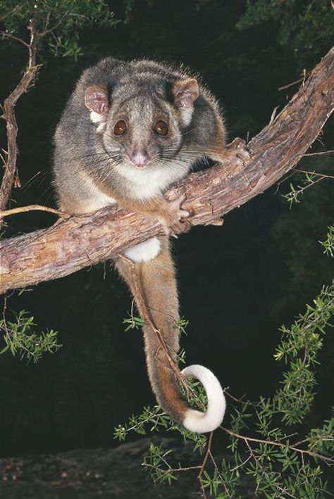 Australian ringtail possum - adult . Often found in suburban gardens. Google search Possum Australia, Ringtail Possum, Australian Possum, Aussie Icons, Australian Mammals, Animals Australia, Aussie Animals, Gods Country, Birds Beautiful