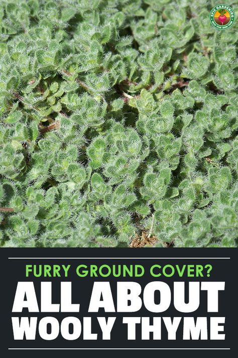 As a ground cover or edging plant, wooly thyme is easy to start and maintain. Our growing guide reveals all the best care tips! #groundcover #thyme Growing Herbs In Pots, Wooly Thyme, Thyme Plant, Growing Food Indoors, Thyme Flower, Creeping Thyme, Growing Herbs Indoors, Edging Plants, Types Of Herbs