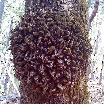 What Is Burl? - by OregonBurls @ LumberJocks.com ~ woodworking community Harvest Ideas, Tree Burl, Tree Sketches, Wood Carving Designs, Wood Ideas, Carving Designs, Apple Tree, Easy Woodworking Projects, Woodworking Projects Diy