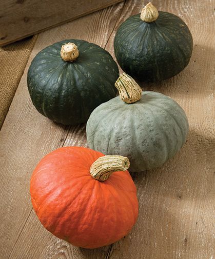 A group of kabocha winter squash fruits of several subtypes and colors: red, grey, and green. Squash Types, Winter Squash Varieties, Squash Bugs, Sweet Dumplings, Squash Varieties, Cucumber Beetles, Sweet Chestnut, Squash Seeds, Kabocha Squash