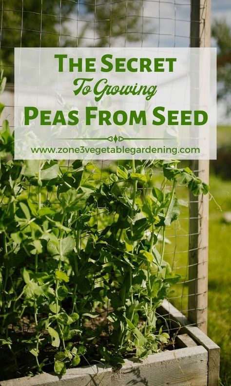 Front Yard Garden Vegetable, Pea Trellis Ideas, Inground Garden, How To Grow Peas, Grow Peas, Pea Trellis, Growing Beets, Small Trellis, Growing Peas