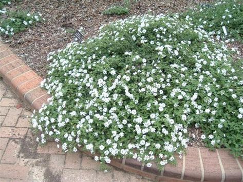 White Trailing Lantana, White Lantana, Trailing Lantana, Gardening Beds, California Landscaping, Lantana Plant, Front Yard Plants, Backyard Flowers, Drought Tolerant Plants