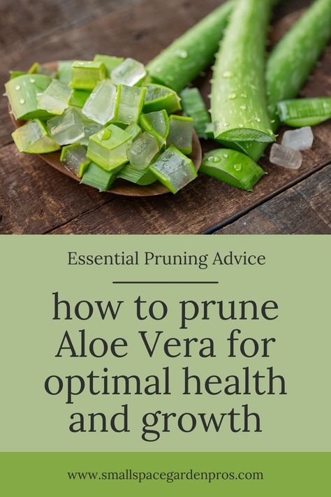 Unlock the secret to maintaining thriving Aloe Vera plants through proper pruning techniques! Dive into our comprehensive guide, where we share essential tips and expert insights on how to prune Aloe Vera for optimal health and growth. Learn the art of trimming to encourage flourishing foliage and robust plants. Elevate your plant care routine and ensure your Aloe Vera thrives with our essential pruning advice! #AloeVera #PlantCare #PruningTips #HealthyPlants #GardeningTips Caring For Aloe Vera Plant, Pruning Aloe Vera Plant, How To Trim Aloe Vera Plant, What To Do With Aloe Leaves, Aloe Plant Care Indoor, Veggie Gardens, Aloe Vera Benefits, Healthy Nutrition Plan, Women Health Care