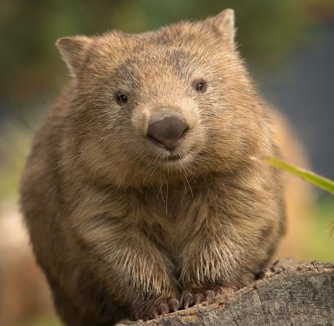 Wombat Aesthetic, Wombat Pictures, Cute Wombat, Baby Wombat, The Wombats, Australia Animals, Australian Animals, Silly Animals, Animal Sketches