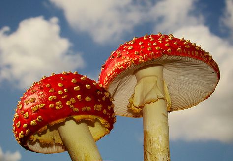 amanita muscaria, fly agaric, fairy tale mushrooms Red Mushrooms, Theme Nature, Dreamcore Weirdcore, Wall Collage, Aesthetic Pictures, Art Inspo, Art Reference, Mood Board, Photo Wall