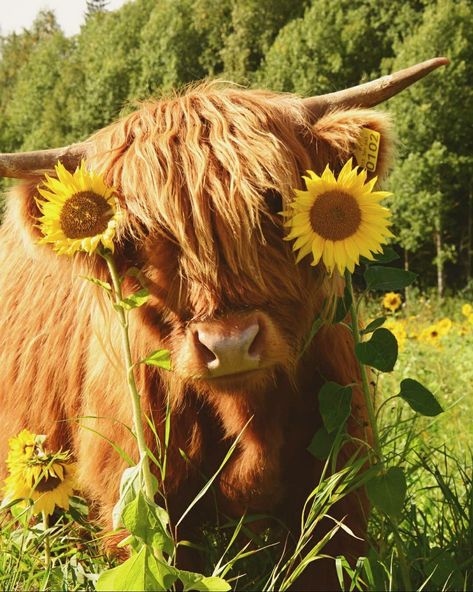 Hyland Cows, Highland Cow Pictures, Pet Cows, Cow Photography, Fluffy Cow, Cow Wallpaper, Highland Cow Art, Mini Cows