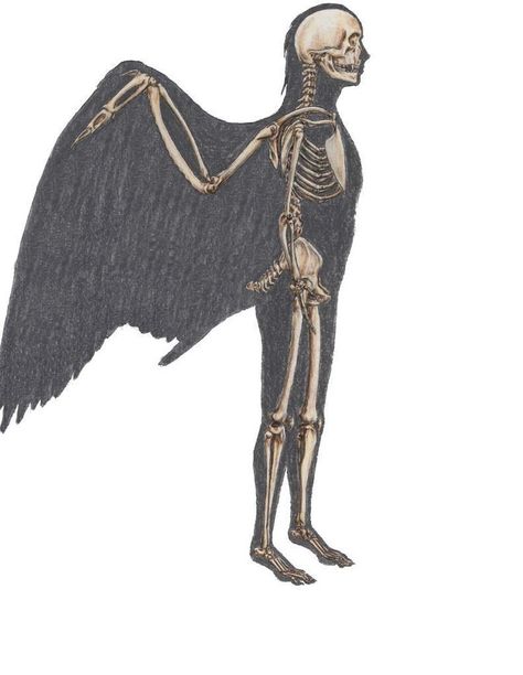 Angel Skeleton, Pectoral Girdle, Spinal Column, Human Eyes, Hoodie Drawing, Wings Drawing, Art Angel, Kingdom Animalia, Skeleton Art