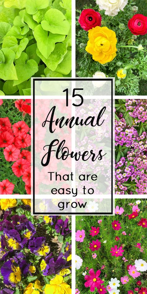 Annual Plants For Pots, Easy Annual Flowers, Annual Plants Front Yards, Annual Flower Garden, Annual Flower Beds, Garden Annuals, Plant Knowledge, Boxwood Landscaping, Annual Garden