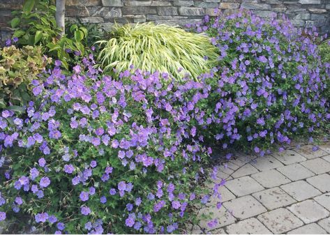 I am going to replace most of my lawn with ground covers. I have an area with shade where grass does not grow well. There is also a sunny area with a slope which is difficult to mow. I may use five or Geranium Brookside, Rozanne Geranium, Geranium Rozanne, Southern Living Plant Collection, Cranesbill Geranium, Potted Geraniums, Geranium Plant, Southern Living Plants, Hardy Geranium