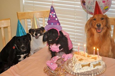 Dog Birthday Parties, Diy Dog Treats, Dog Birthday Party, It's My Birthday, Party Animals, Dog Party, Puppy Party, Dog Birthday, Sweet Animals