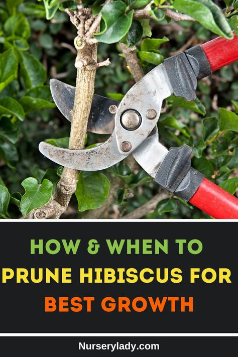 How to prune hibiscus, 
pruning hibiscus plants, 
hibiscus care tips,
best pruning techniques for hibiscus, 
step-by-step hibiscus pruning guide, 
hibiscus plant maintenance, 
hibiscus trimming methods, 
hibiscus pruning season,
 hibiscus flower care, 
hibiscus garden tips Growing Hibiscus From Cuttings, Pruning Hibiscus Bush, Propagating Hibiscus From Cuttings, How To Grow Hibiscus Plant, Planting Hibiscus In Ground, When To Prune Hibiscus Plants, Hibiscus Care Outdoors, Hibiscus Landscaping Ideas, Hardy Fuschia