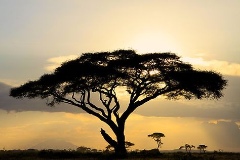 African Sunrise, Amboseli National Park, African Tree, African Savanna, African Savannah, Water Tattoo, Tiki Art, Acacia Tree, Silhouette Painting