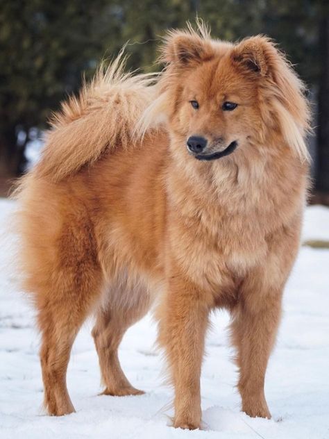 Eurasian Dog, Eurasier Dog, Poodle Black, Cute Doggos, Animals And People, Real Dog, Dog Things, Purebred Dogs, Dream Dog