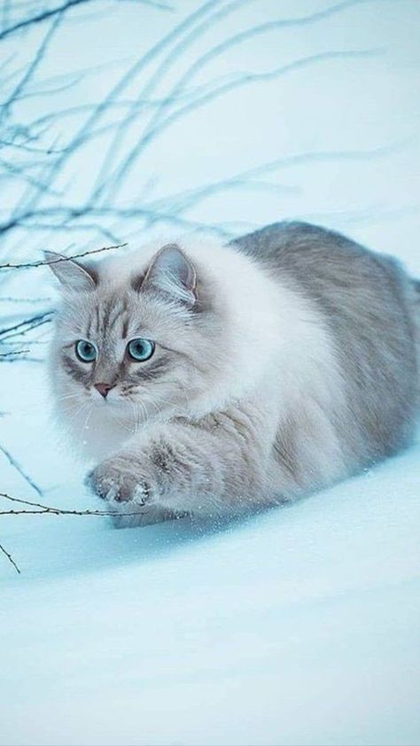 Wallpaper Cat, Siberian Cat, Gorgeous Cats, Beautiful Cat Breeds, Cat Pose, Most Beautiful Cat Breeds, Cat Photography, Cat Facts, Fluffy Cat