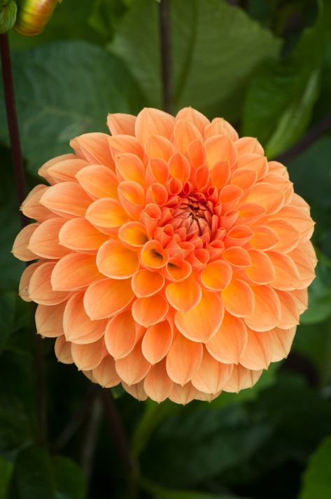 Orange Dalia, Dahlia Varieties, Sunset Garden, Orange Dahlia, Vintage Seed Packets, Birthday Wishes Flowers, Fruit Picture, Bee Garden, Beautiful Flowers Garden