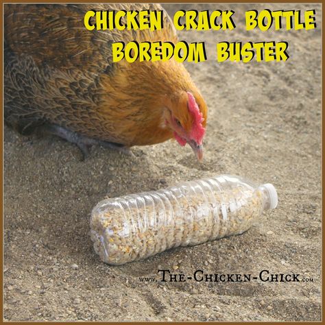 CHICKEN CRACK BOTTLES Use a 1/2" drill bit to drill holes in empty plastic bottles, add chicken scratch (aka: chicken crack) and watch the fun break out! Provide several bottles to the flock at once to avoid conflict & fowl penalties. Chicken Coop Ideas, Empty Plastic Bottles, Chicken Toys, Coop Ideas, Backyard Chicken Farming, Chicken Treats, Chicken Chick, Raising Backyard Chickens, Chicken Garden