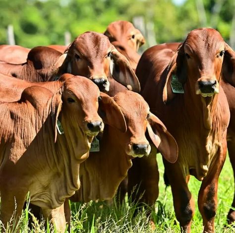 Brahman Cow, Brahman Cattle, Cattle Breeds, Mood Images, Cattle Farming, Sweet 16, Cow, Halloween, Quick Saves