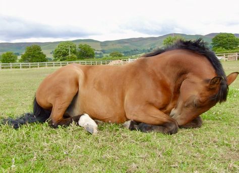 Horse Laying Down Reference, Horse Running Reference, Horses Laying Down, Horse Lying Down, Horse Laying Down With Human, Horse Laying Down, Horse In Motion, Foal Laying Down, Horse Poses