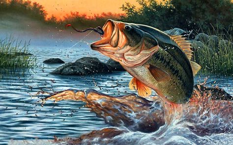 Bass Fishing Pictures, Garage Pergola, Fish Artwork, Fishing Pictures, Fishing Knots, Fish Wallpaper, Awesome Tattoos, Largemouth Bass, Fish Drawings