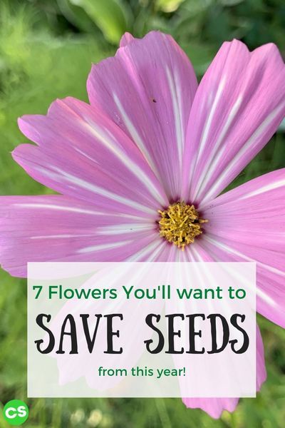 Harvesting Seeds, Backyard Flowers Beds, Save Seeds, Garden Flower Beds, New Flowers, Home Garden Plants, Seed Saving, Sustainable Farming, Propagating Plants