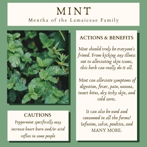 Have you also been underestimating the medicinal powers of Mint? Make sure you're signed up to receive our monthly newsletter for even more herbal info! #collectivecreationsnewsletter #herbhighlight #herbs #mint #herbalism Mint Herb, Monthly Newsletter, Make Sure, Medicine, Herbs, Mint, Crystals, On Instagram, Quick Saves