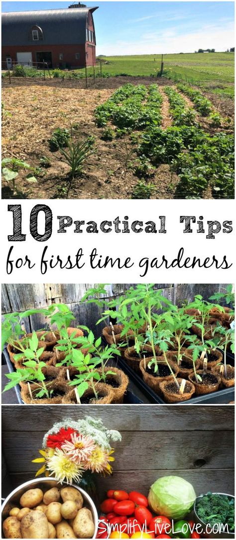 If you want to start your first garden but aren't sure where to start, these tips for first time gardeners will be a big help. Growing a garden can be very rewarding, but there are a few things you should consider before you start. Growing A Garden, First Garden, Aesthetic Header, Organic Vegetable Garden, Starting A Garden, Organic Gardening Tips, Have Inspiration, Hydroponic Gardening, Veggie Garden