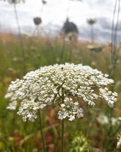 Wild Flowers And Wild Horses Tattoo, Wild Carrot Flower, Scottish Wild Flowers, Poison Hemlock, Field Bindweed, South African Wild Flowers, Uk Castles, Wild Carrot, Carrot Flowers