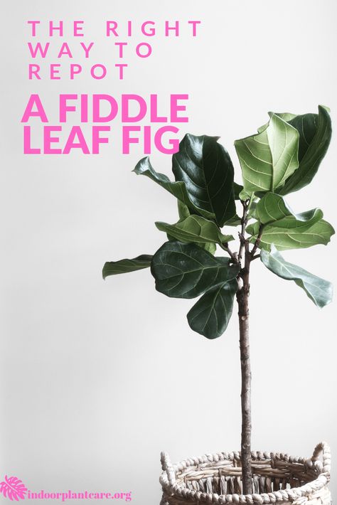 The Right Way To Re-pot A Fiddle Leaf Fig - Indoor Plant Care Fiddle Leaf Tree, Fiddle Leaf Fig Tree, Improve Indoor Air Quality, Indoor Plant Care, Fiddle Leaf, House Plant Care, Fiddle Leaf Fig, Plant Roots, Intentional Living