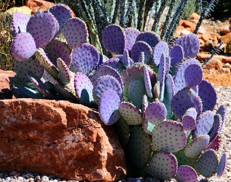 Purple Prickly Pear Cactus - Photograph at BetterPhoto.com Purple Prickly Pear Cactus, Purple Prickly Pear, Purple Cactus, Cactus Paintings, Rock Plants, Desert Beauty, Pear Cactus, Prickly Pear Cactus, Desert Flowers