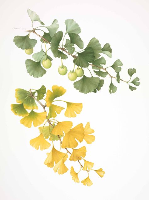 Ginko Tree Illustration, Ginko Leaves Painting, Ginkgo Watercolor, Ginkgo Biloba Tree, Gardens Flowers, Gingko Leaves, Botanical Leaves, Illustration Botanique, Ginkgo Biloba